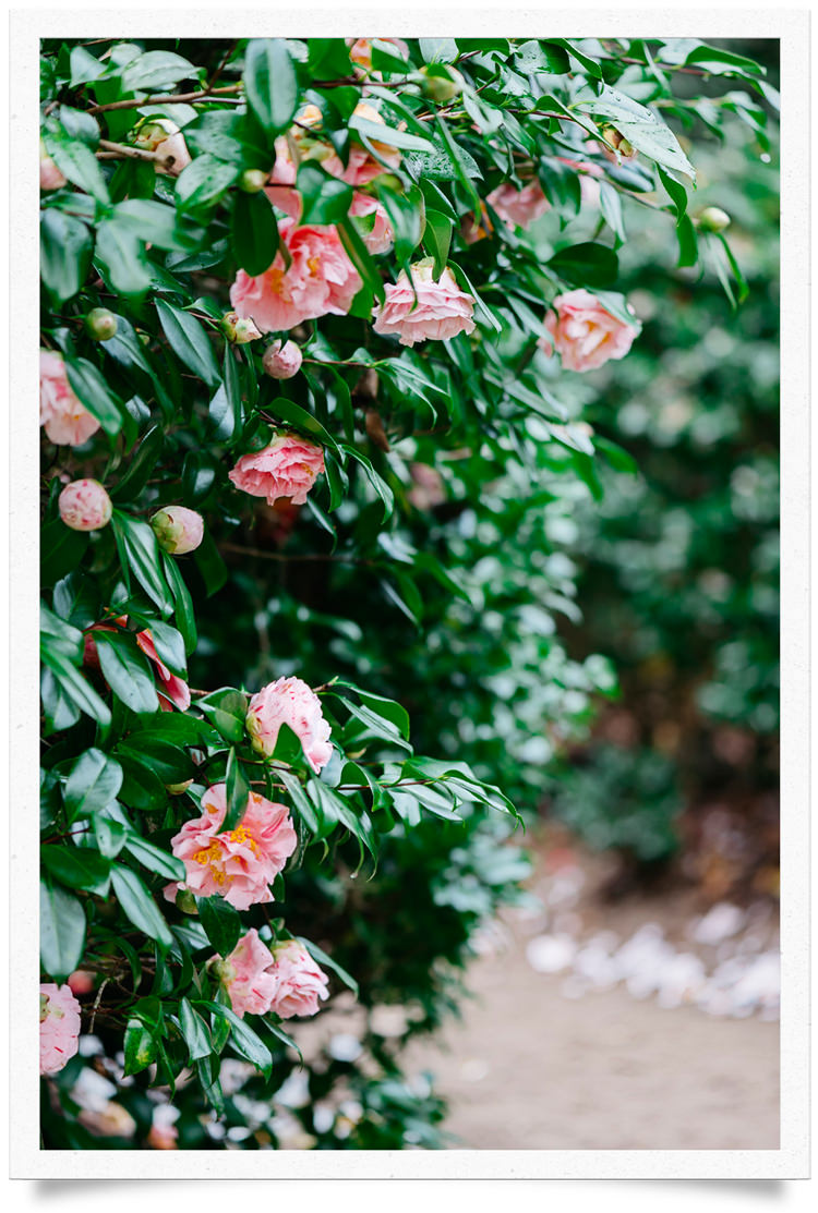 Charleston SC Winter Getaway Travel Destination Camellias bloom in Charleston SC every winter.