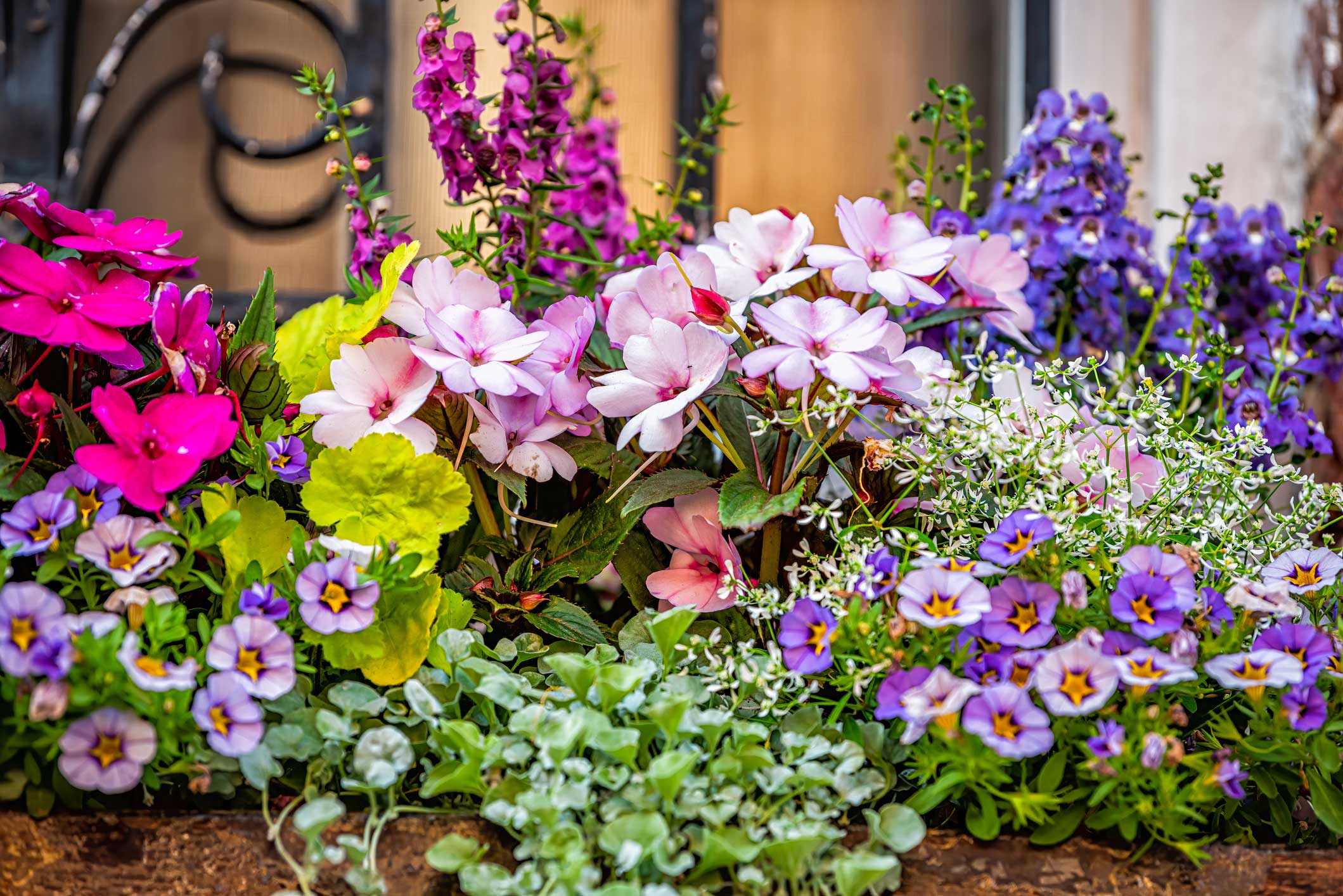 Flowers blooming during spring in Charleston South Carolina