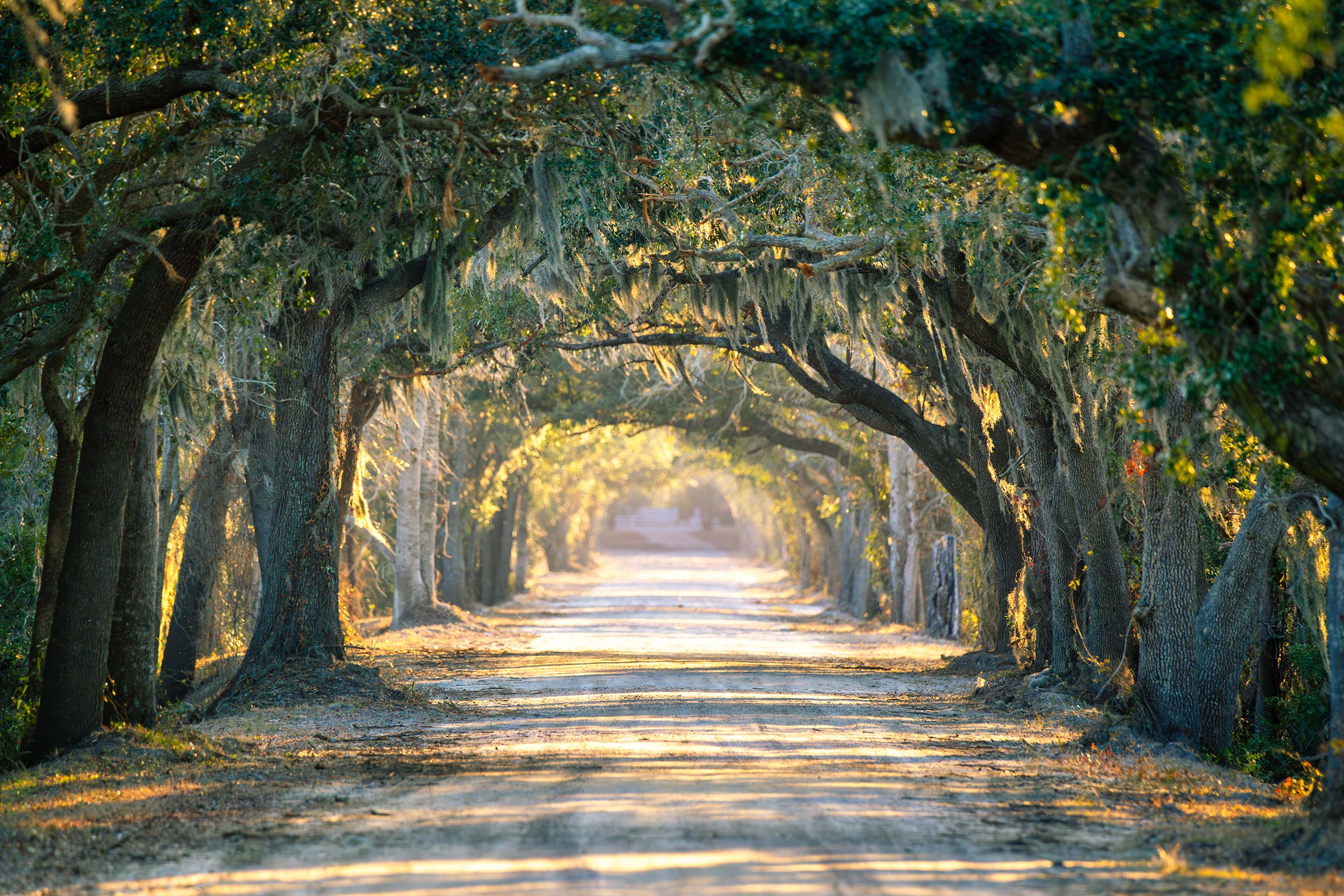 Fall in Charleston